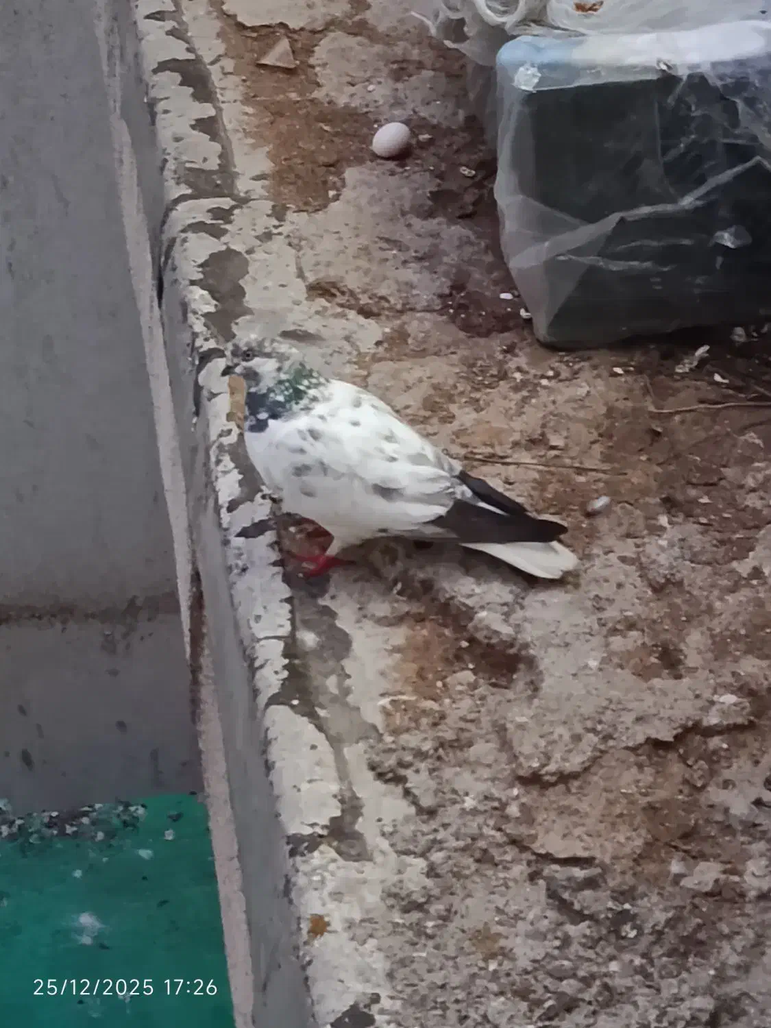 کبوتر|پرنده|یاسوج, |دیوار