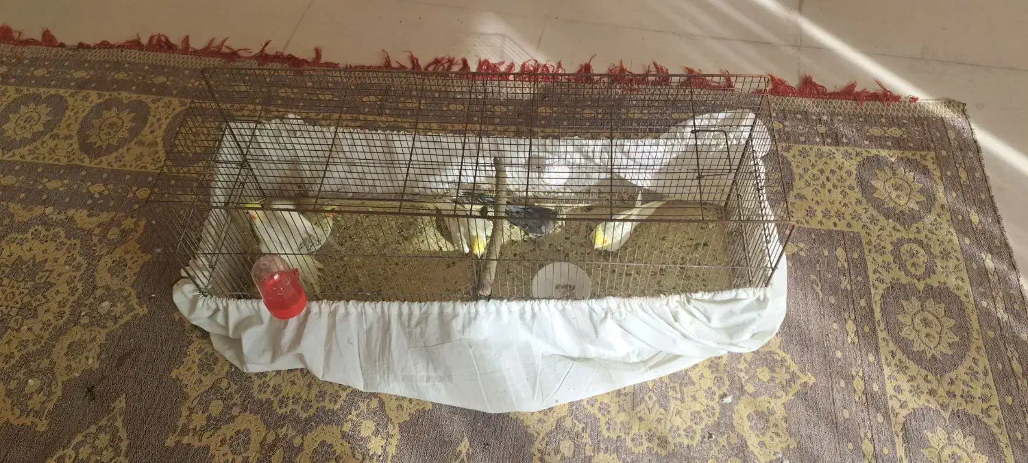 عروس هلندی|پرنده|اشتهارد, |دیوار