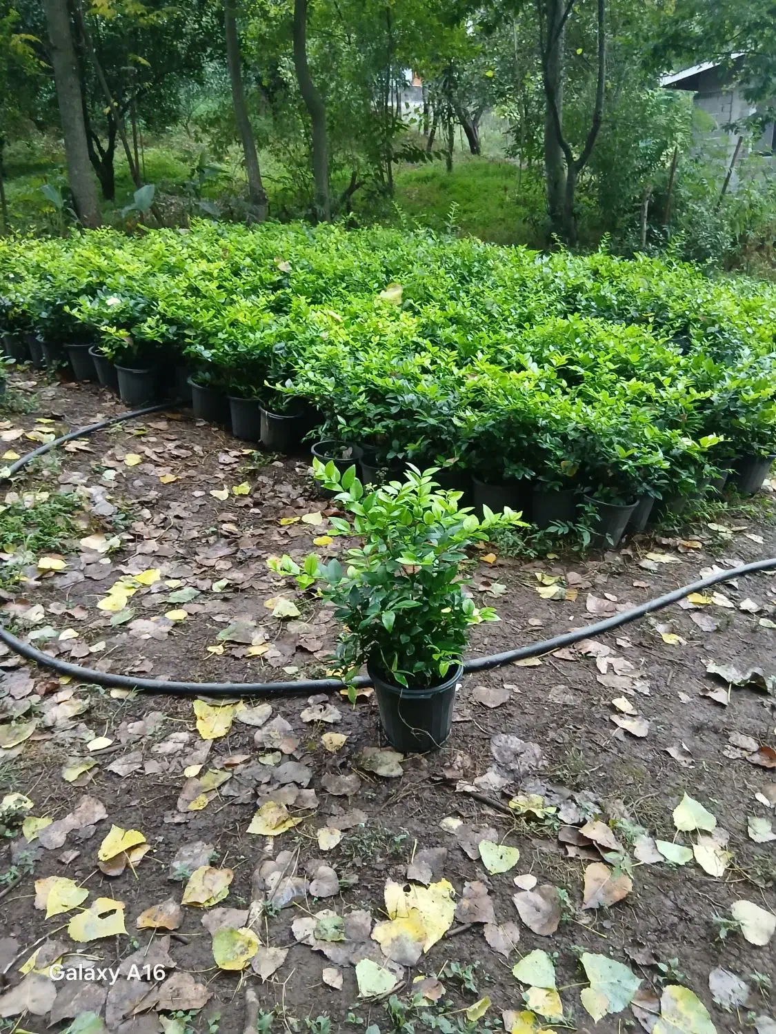 یاس هلندی سطل 10 هرس شده پر پر ریش پرس|گل و گیاه طبیعی|رحیم‌آباد, |دیوار