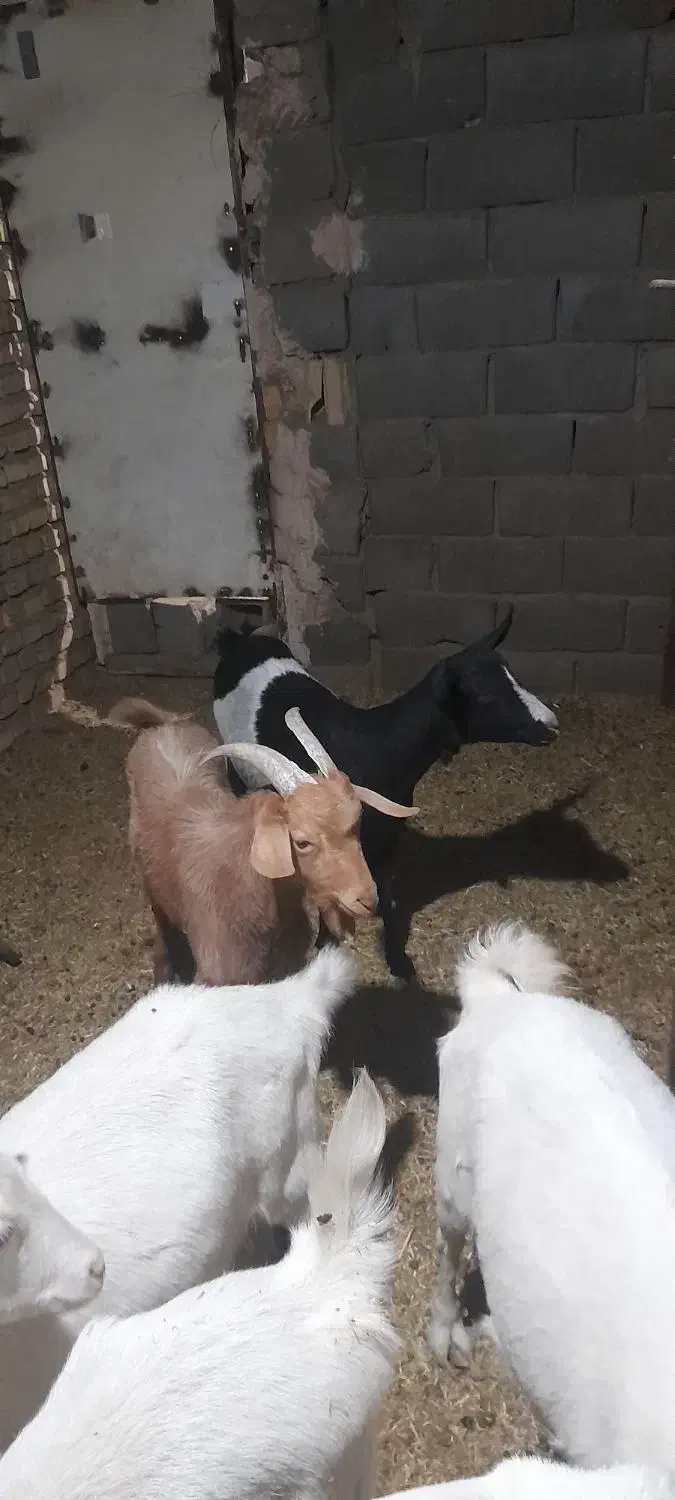 دو عدد کره نر و ماده|حیوانات مزرعه|تفت, |دیوار