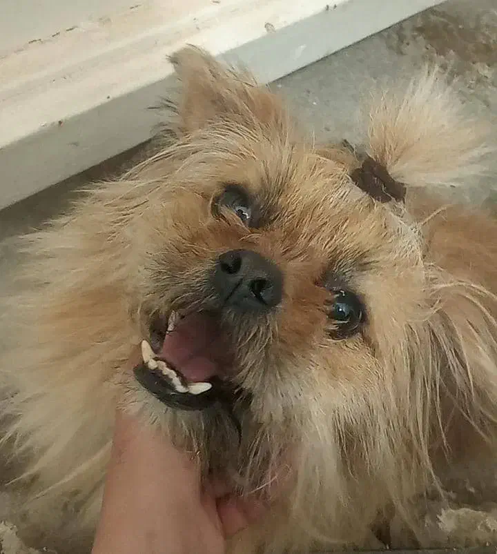 مژدگانی ۱۰ میلیونی|حیوانات|بومهن, |دیوار