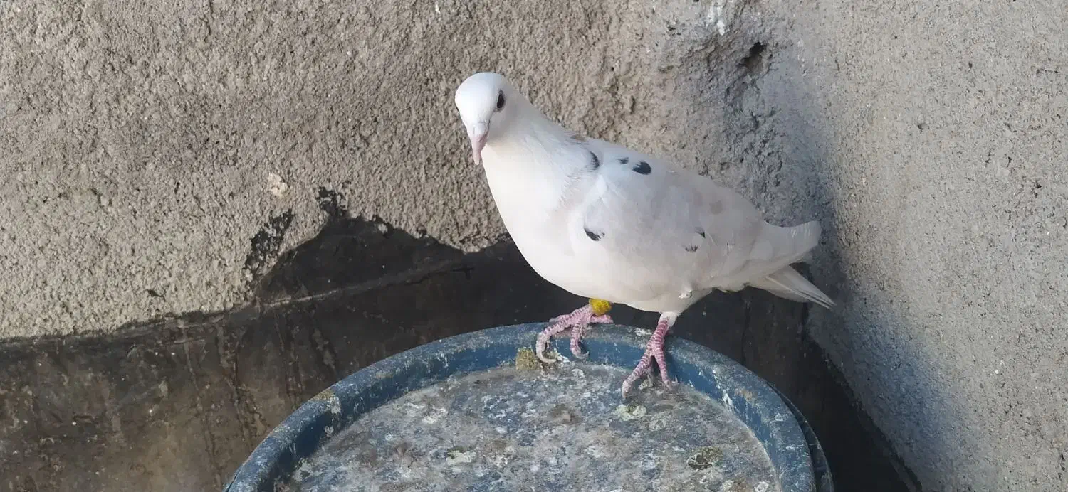 طرح فرش کبوتر|فرش|مشهد, مقصود آباد|دیوار