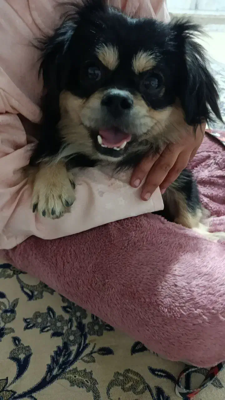 سگ پاکوتاه|سگ|گرگان, |دیوار