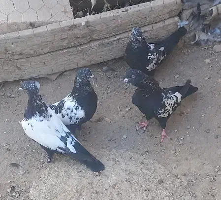 جوجه کبوتر سینه ای و دم سیاه|پرنده|میانه, |دیوار