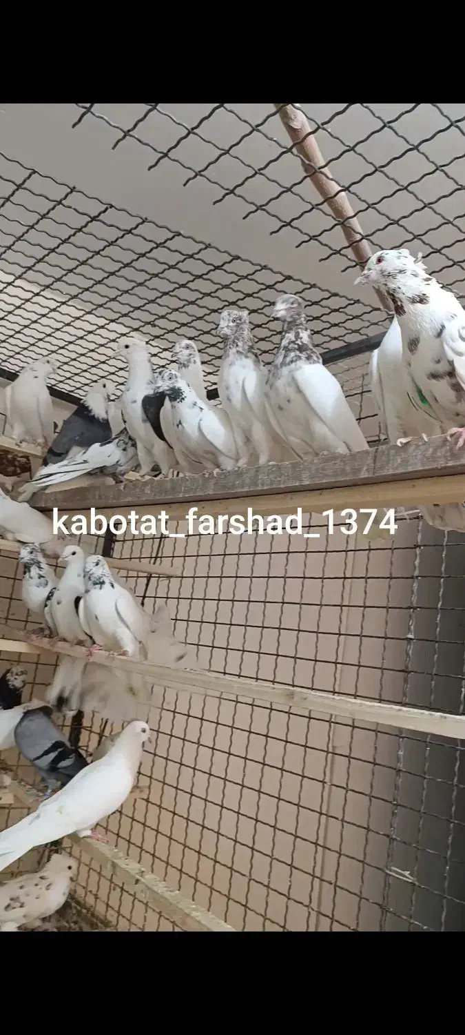 کفتر فرشاد|پرنده|تهران, افسریه جنوبی|دیوار