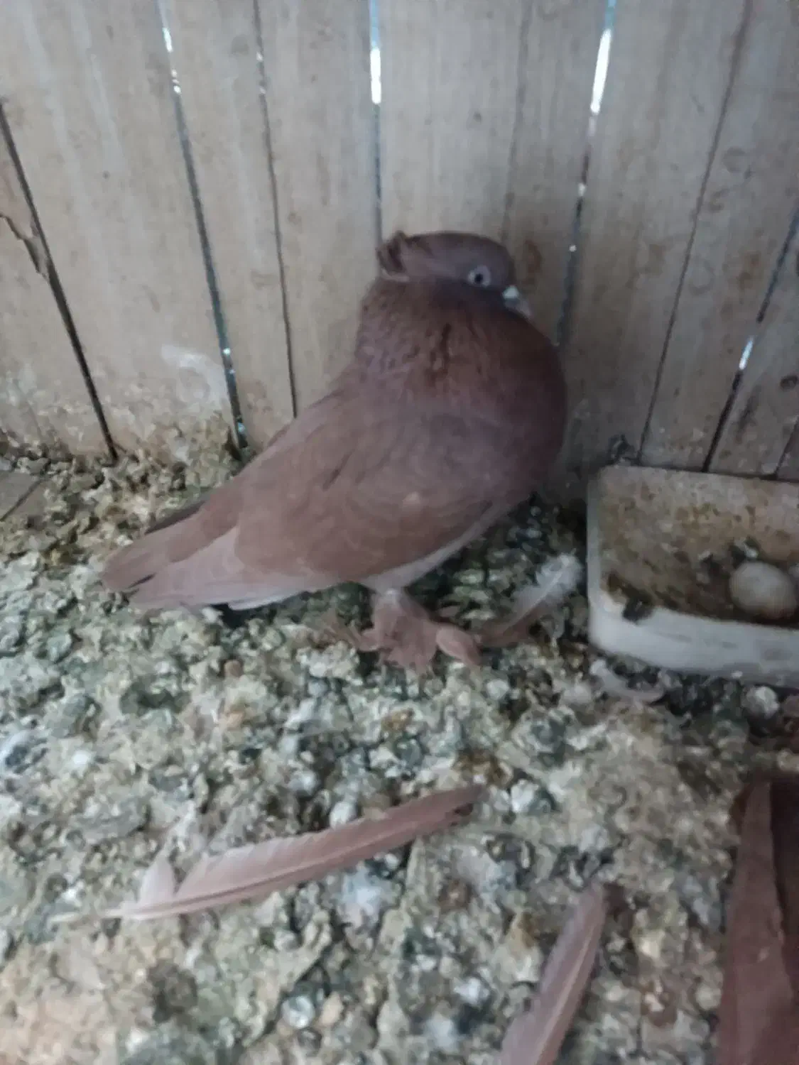 کبوتررواعب|پرنده|قم, آلوچو|دیوار