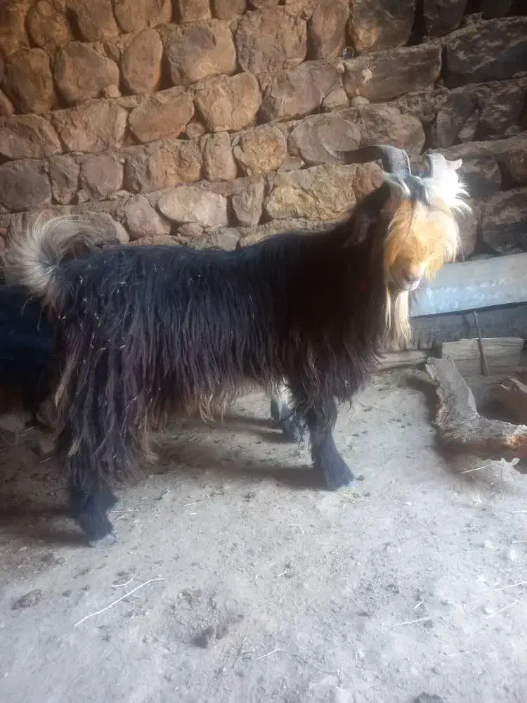 بهده بز بیگ میش کهره|حیوانات مزرعه|شهرکرد, |دیوار