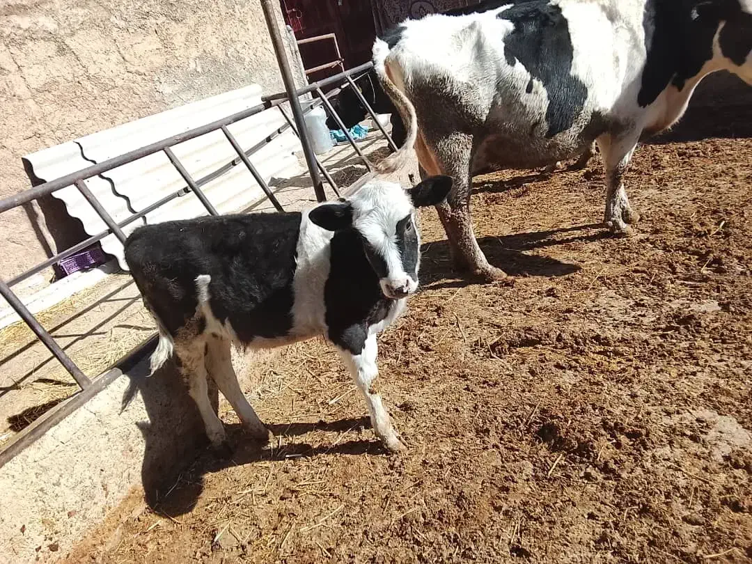 گاو و گوساله|حیوانات مزرعه|مرودشت, مجد آباد|دیوار