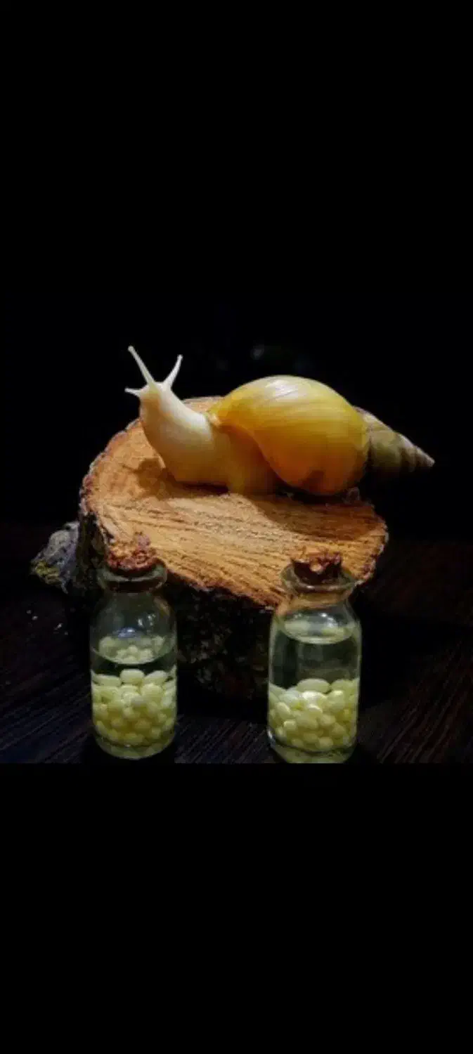 خاویار و جوجه حلزون آفریقایی|خزنده|کرج, خرمدشت|دیوار