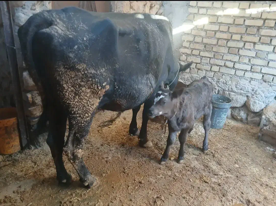 گاو فروشی|حیوانات مزرعه|دره شهر, |دیوار