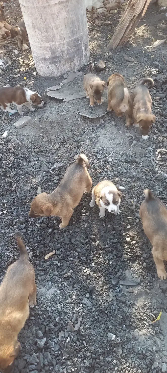 توله سگ مجانی|سگ|ایلام, |دیوار