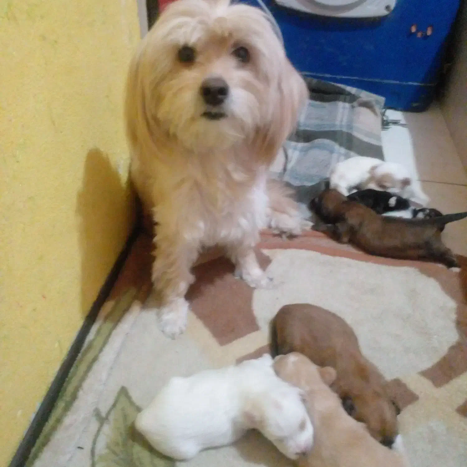 واگذاری سگ غیر رایگان|سگ|بومهن, |دیوار