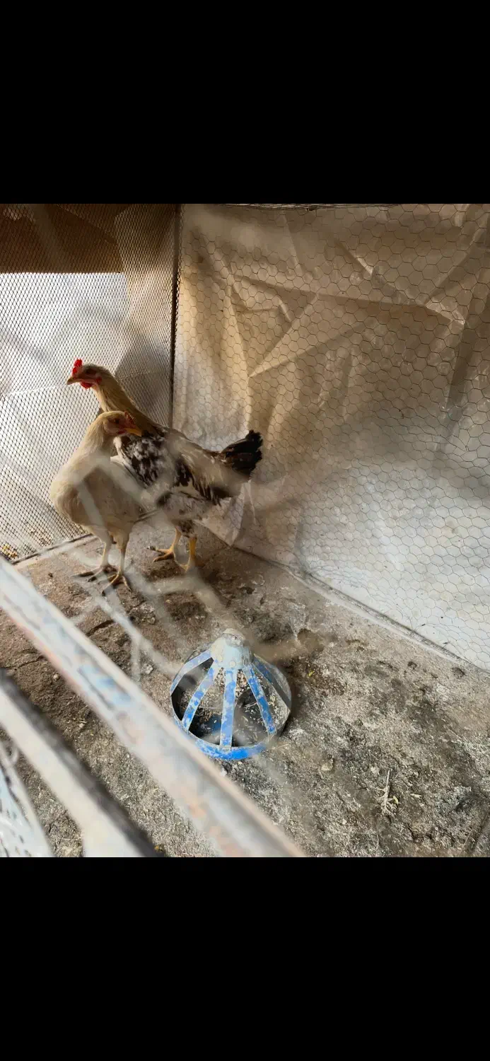 مرغ و خروس|حیوانات مزرعه|سنگان, |دیوار