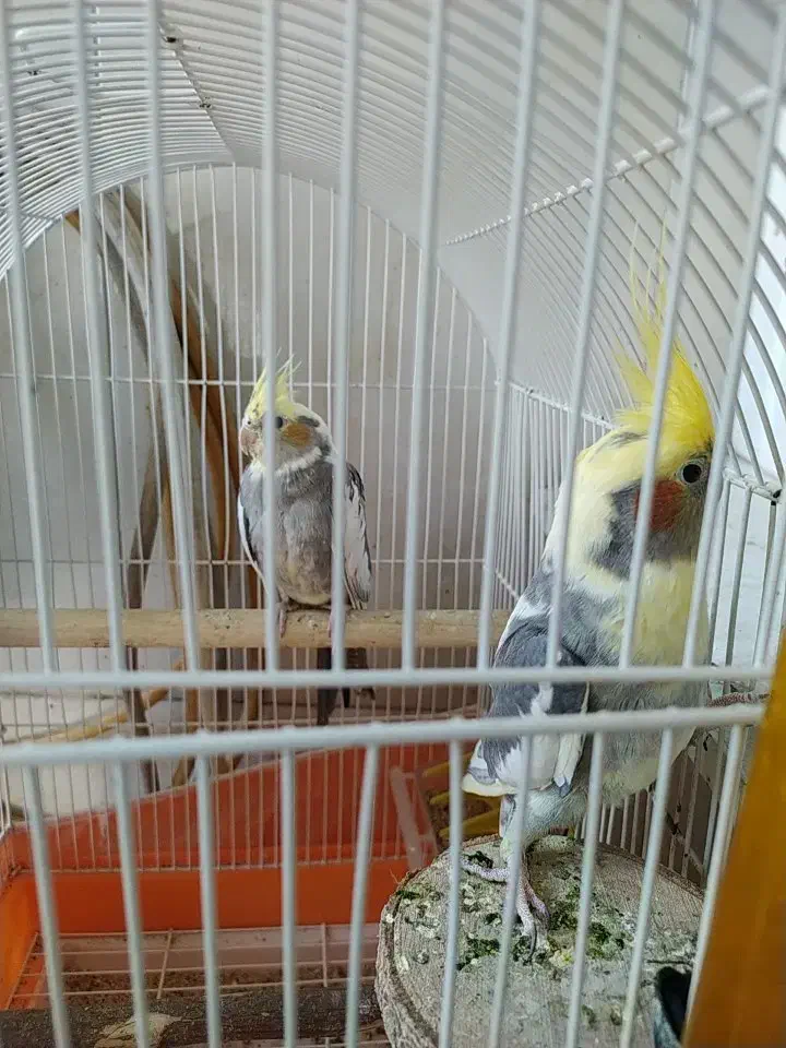 فروش عروی هلندی|پرنده|قم, شهرک امام حسن|دیوار