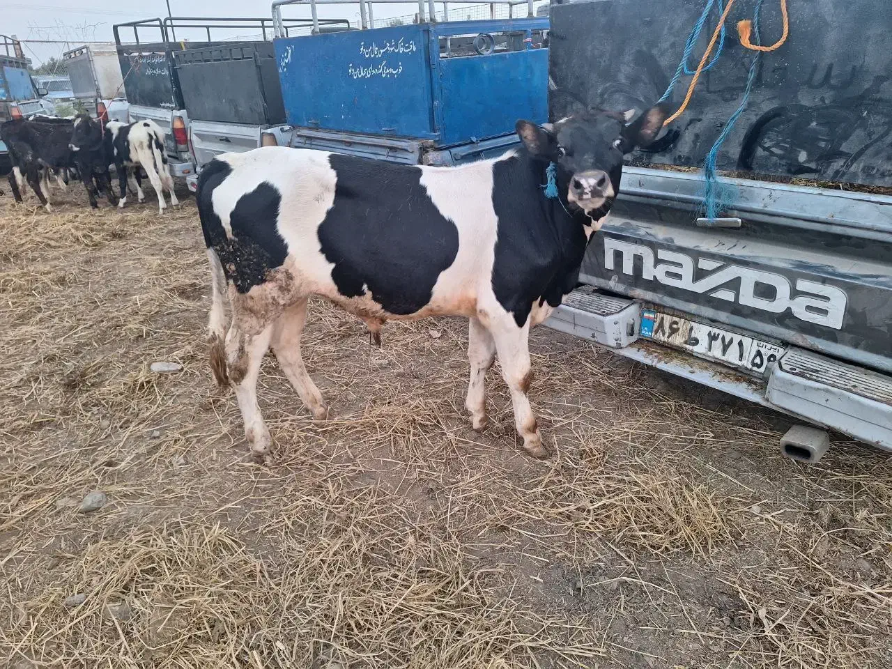 سیمینتال نر|حیوانات مزرعه|قم, مهدی آباد|دیوار