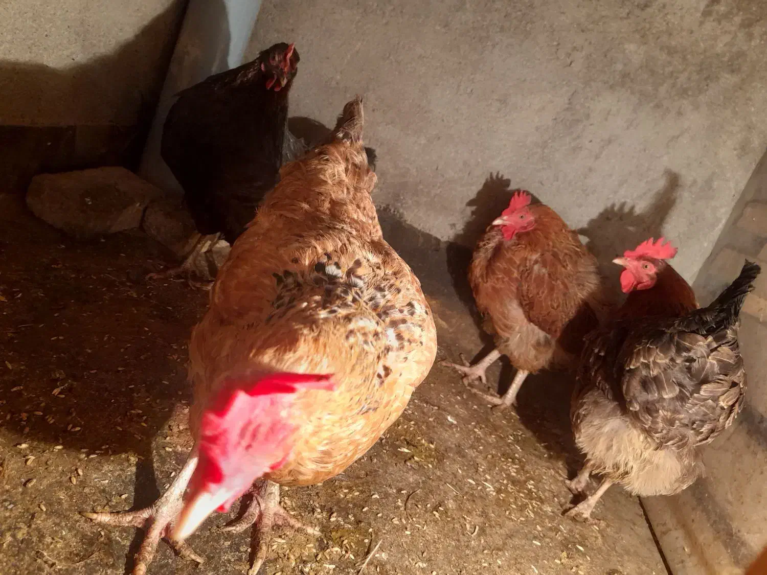 مرغ تخمگذار|حیوانات مزرعه|مشهد, بهمن|دیوار