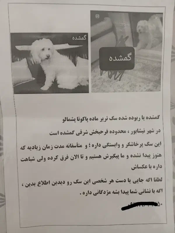 سگ گمشده یا ربوده شده|حیوانات|تربتحیدریه, بهزیستی|دیوار