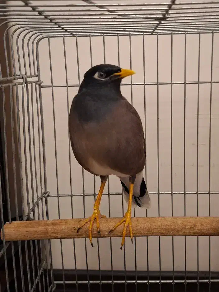 فروش مرغ مینا|پرنده|تهران, شهرک گلها (تهرانسر)|دیوار