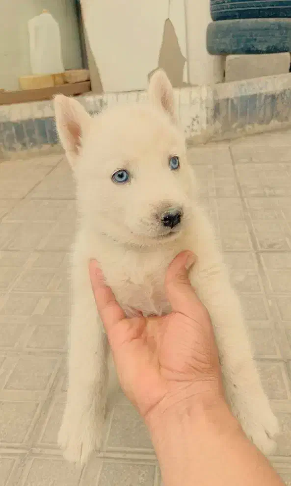 سگ هاسکی|سگ|فریمان, |دیوار