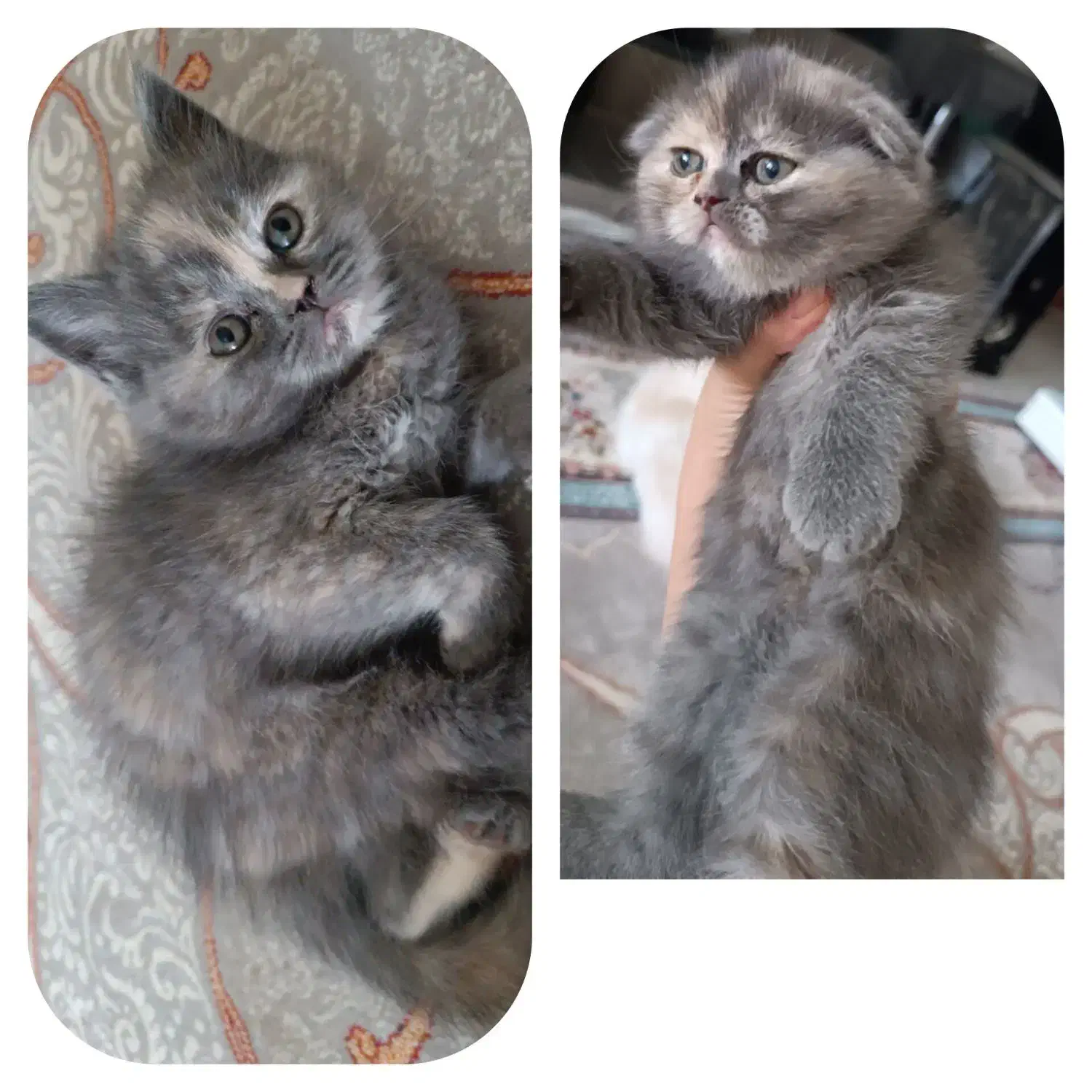 ماده طوسی رنگ اسکاتیش پرشین (فولد و آنفولد)|گربه|قوچان, |دیوار