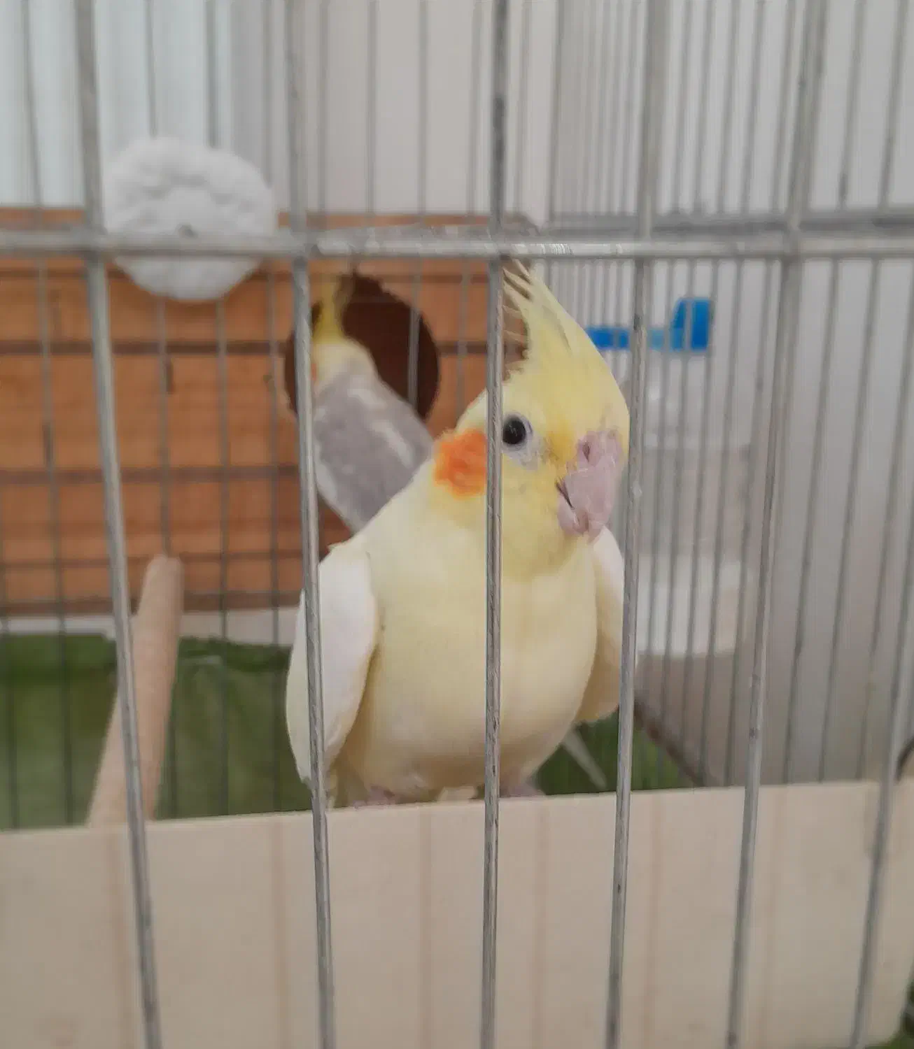 یک جفت عروس هلندی مولد|پرنده|ماهدشت, |دیوار