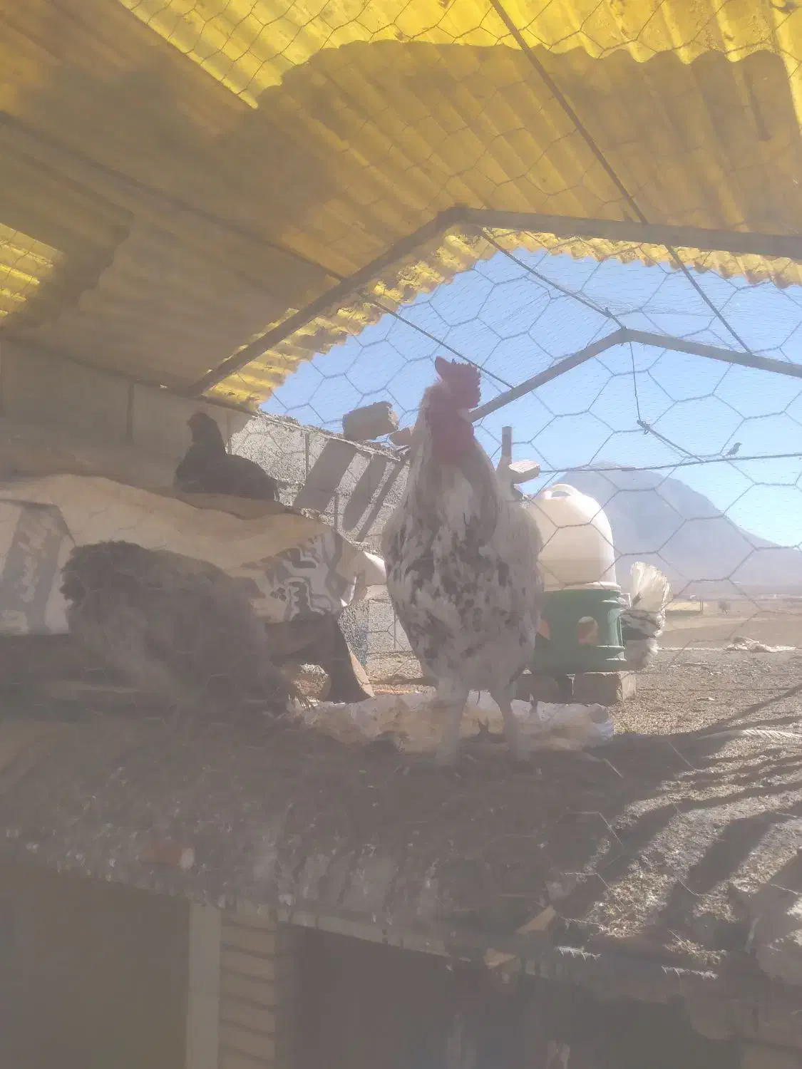 مرغ و خروس گیلین|حیوانات مزرعه|داران, |دیوار