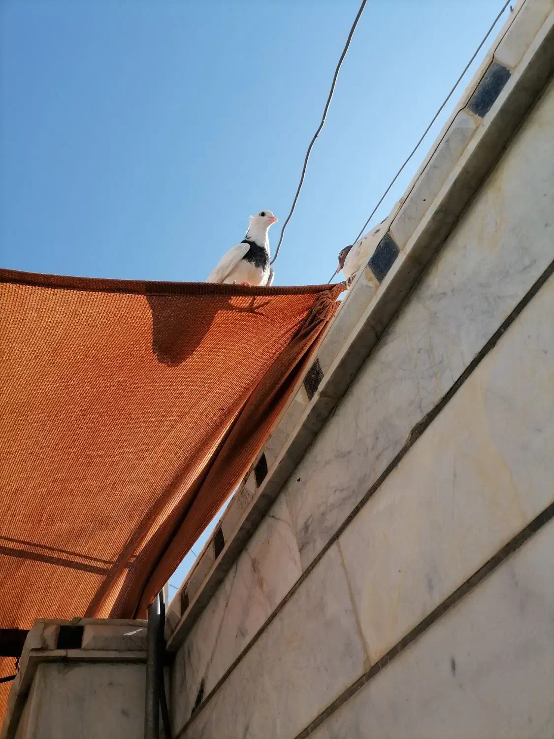 کبوتر خوب|پرنده|داراب, |دیوار