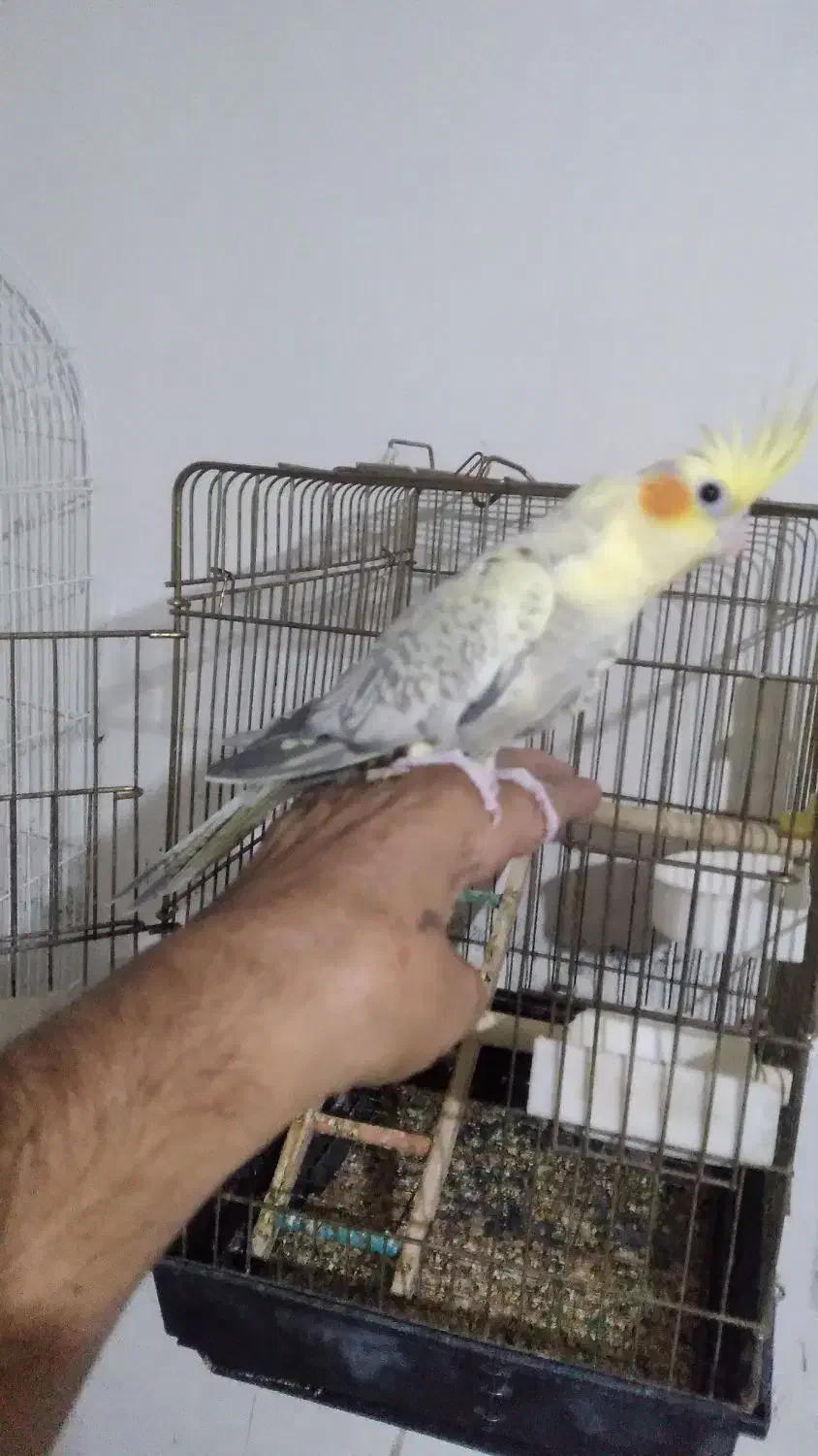 عروس هلندی(جوجه)|پرنده|ساوه, |دیوار