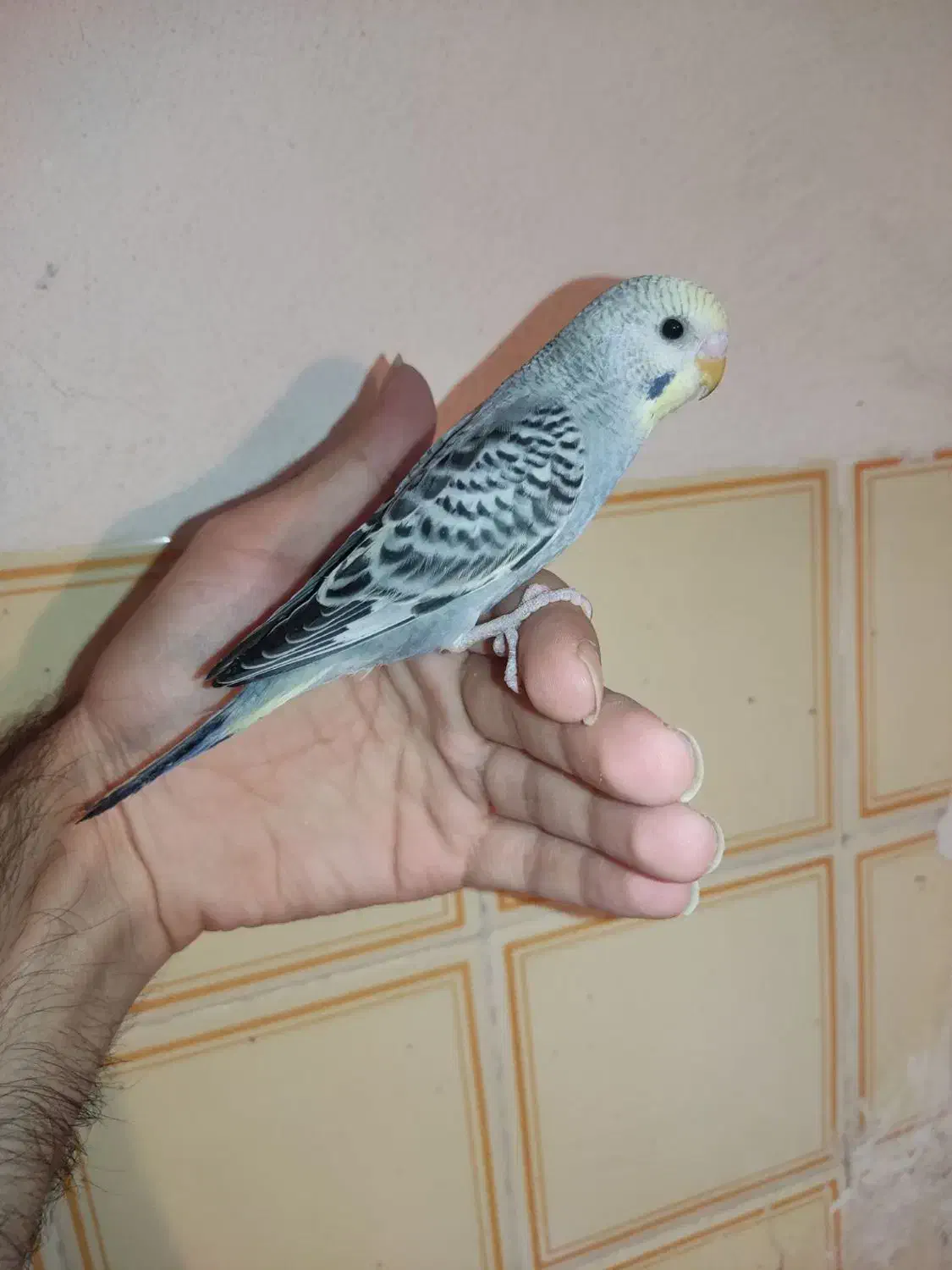 جوجه مرغ عشق رام کاسکویی دونه خور|پرنده|کرمان, |دیوار