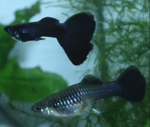 گوپی فول مشکی|ماهی|خرمدره, |دیوار