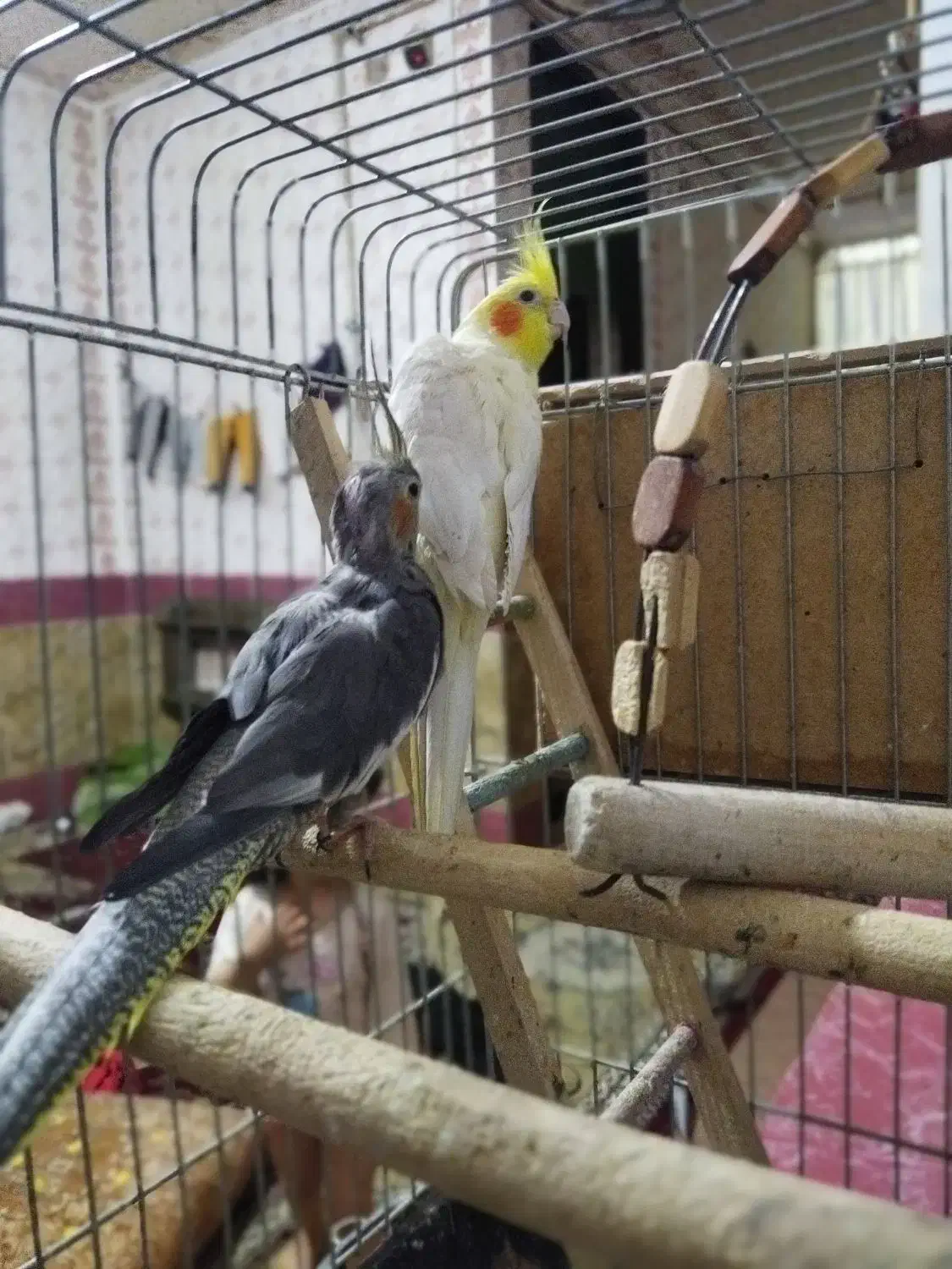 عروس هلندی|پرنده|دهدشت, |دیوار