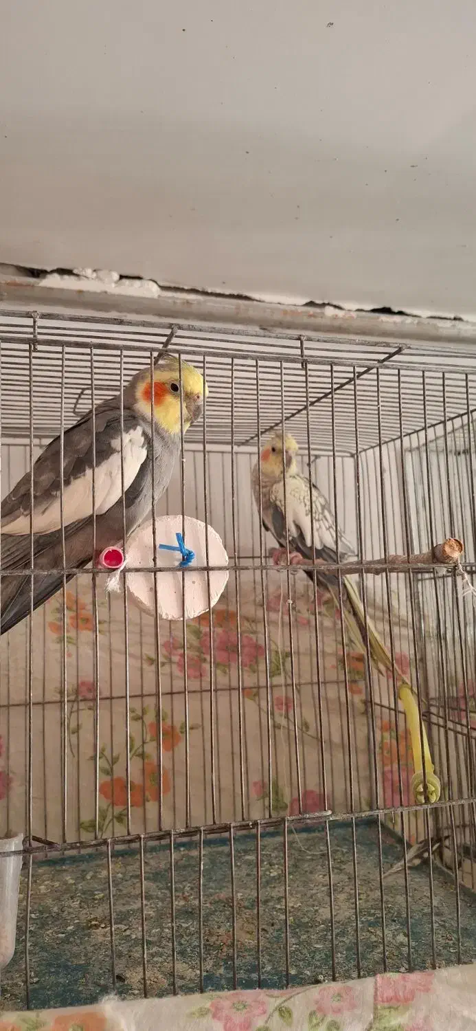 عروس مولد و دستی|پرنده|شاهرود, |دیوار