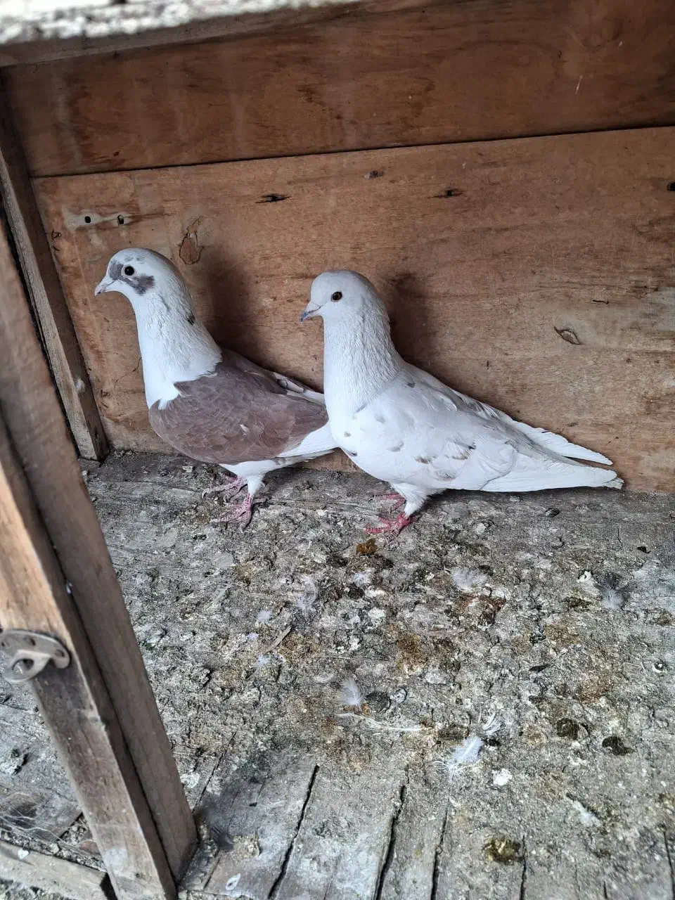 فروشی|پرنده|تهران, قیطریه|دیوار