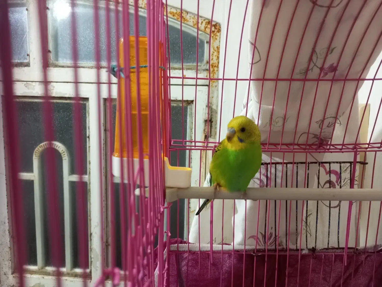 مرغ عشق نر|پرنده|مهاباد (آذربایجان غربی), |دیوار