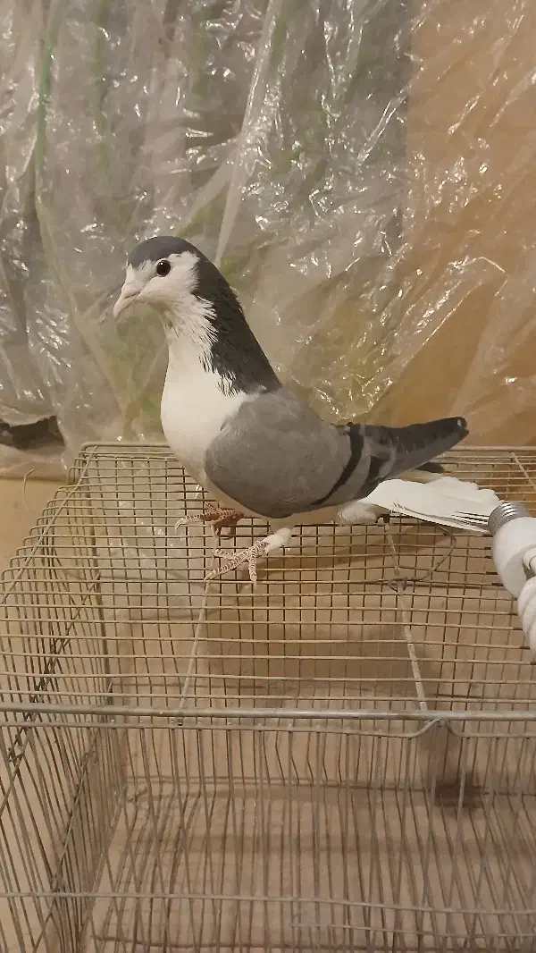 کبوتر بدرنگ|پرنده|شاهینشهر, گزبرخوار|دیوار