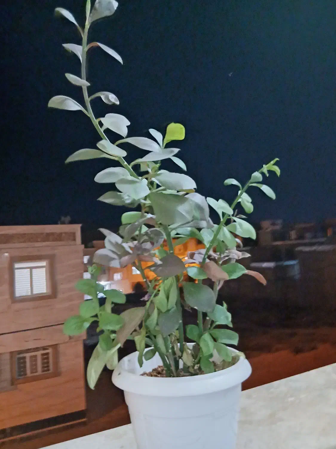 گل فردوس|گل و گیاه طبیعی|شیراز, گویم|دیوار