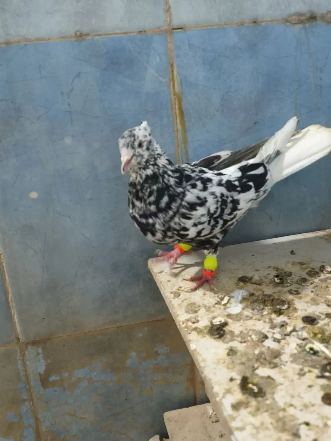 کبوتر|پرنده|دزفول, |دیوار