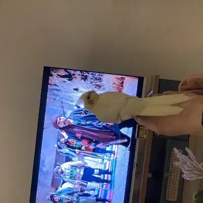 عروس هلندی گمشده|حیوانات|مشهد, شهید فرامرز عباسی|دیوار