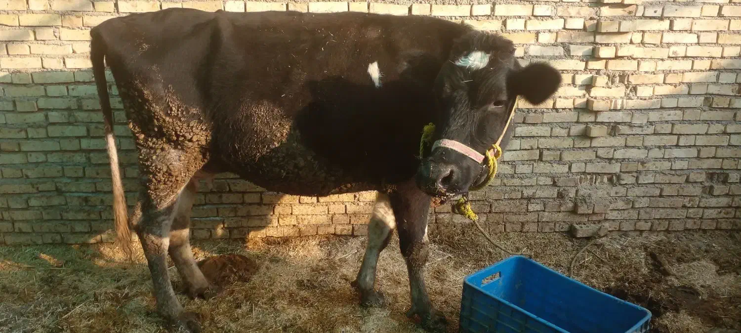 گاو|حیوانات مزرعه|شوشتر, |دیوار