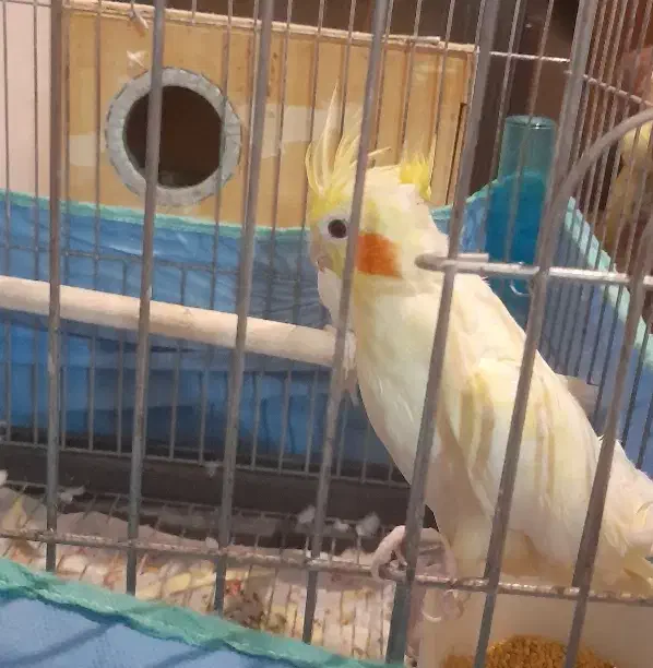 جفت عروس هلندی لوتینو|پرنده|مهاجران, |دیوار