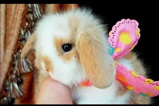 مرکز تخصص خرگوش جیبی/مولتی لوپ سوپرفلت/مینیاتوری|موش و خرگوش|اصفهان, خانه اصفهان|دیوار