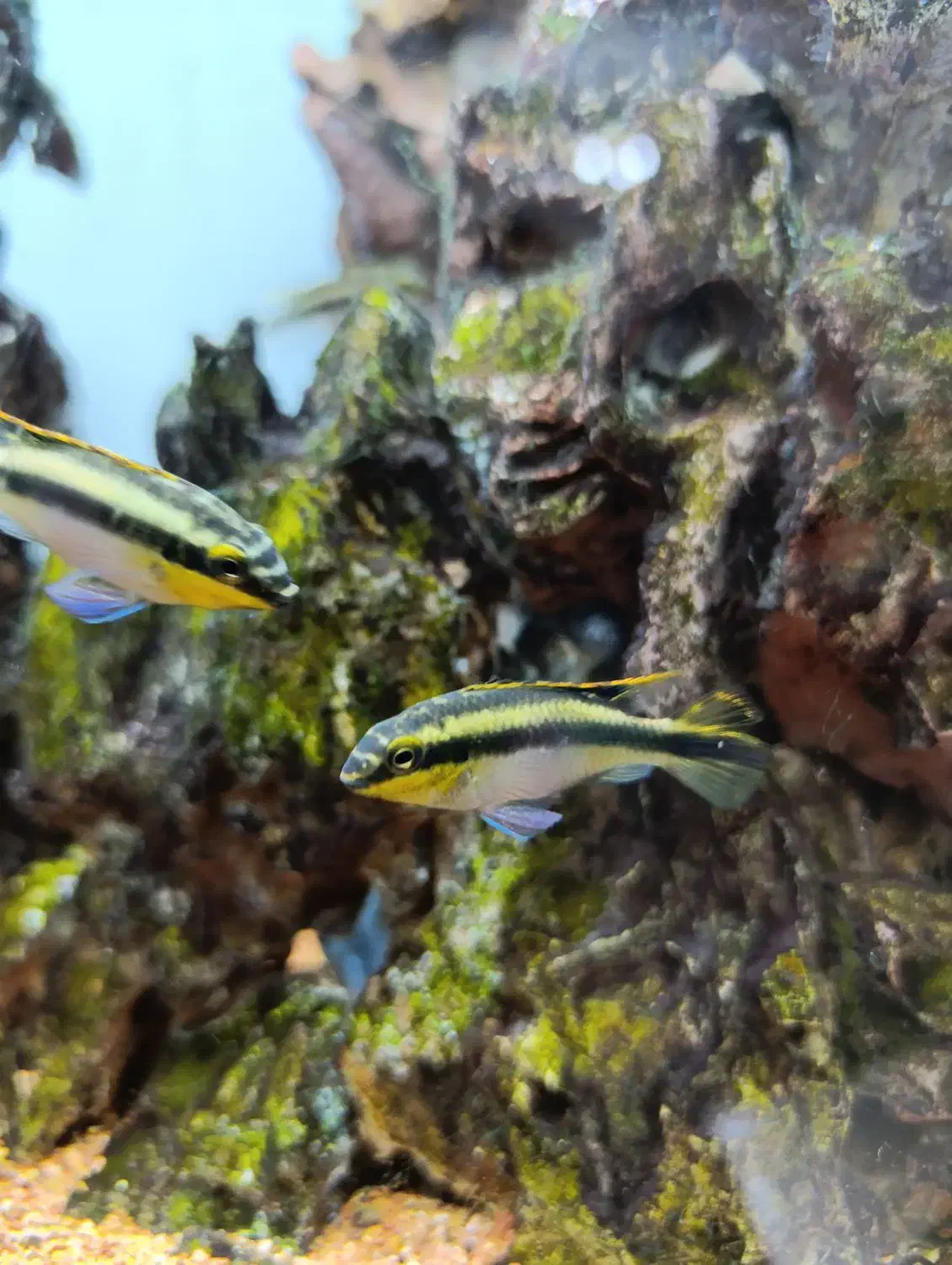 ماهی کریبنسیس|ماهی|تهران, جنتآباد جنوبی|دیوار