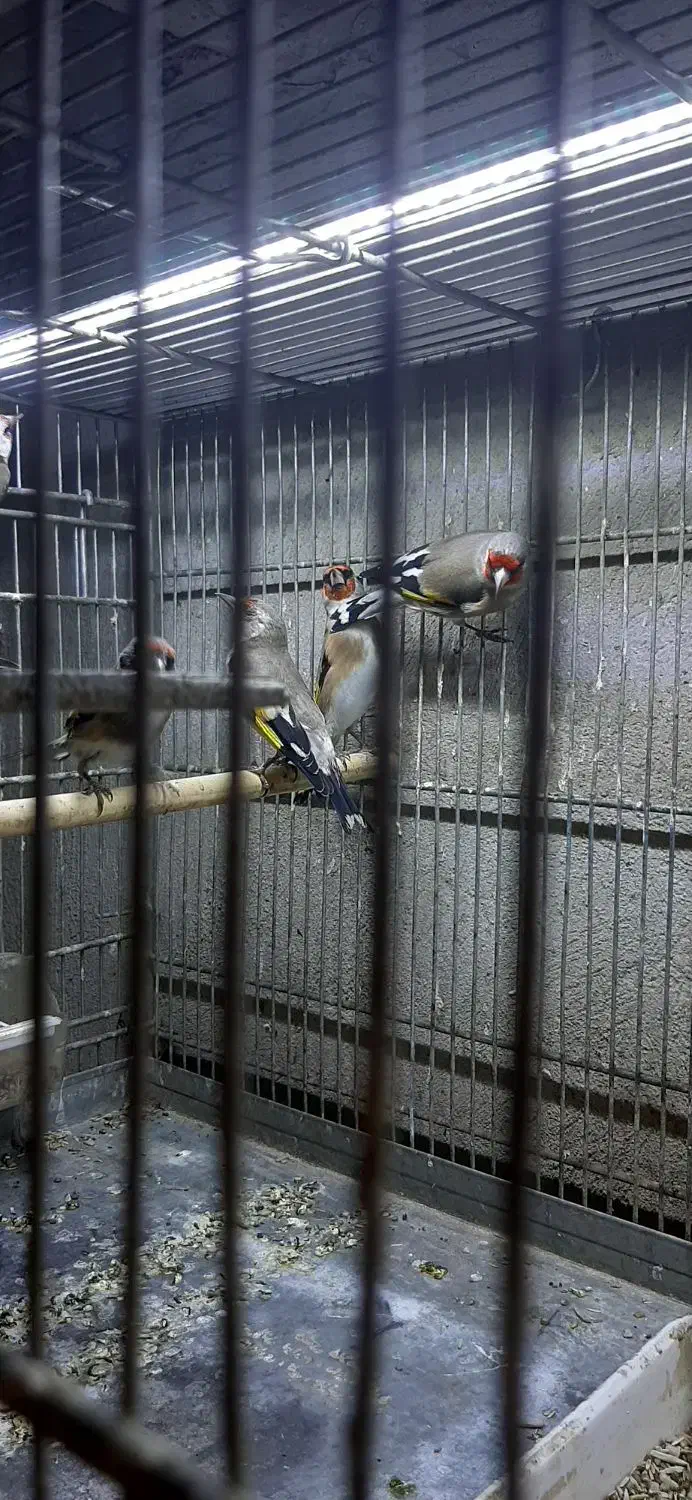 سره وسره قناری که دنبالش میگردی|پرنده|ری, سیزده آبان|دیوار