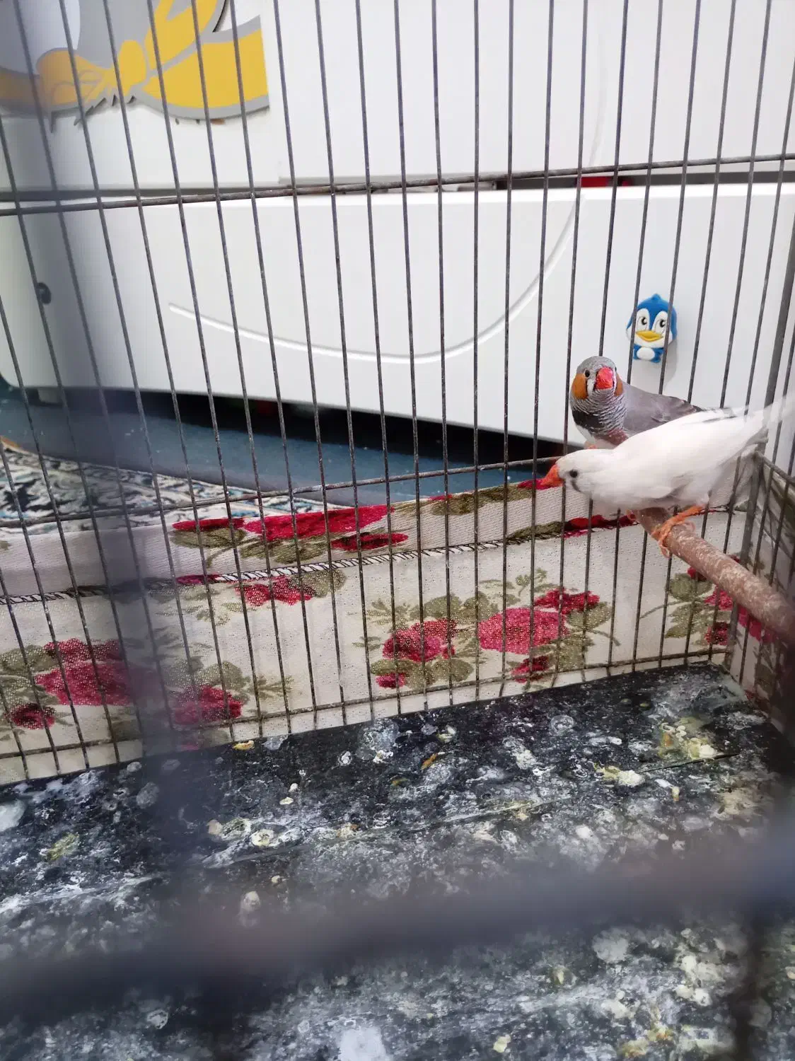 فنچ|پرنده|بهارستان, |دیوار