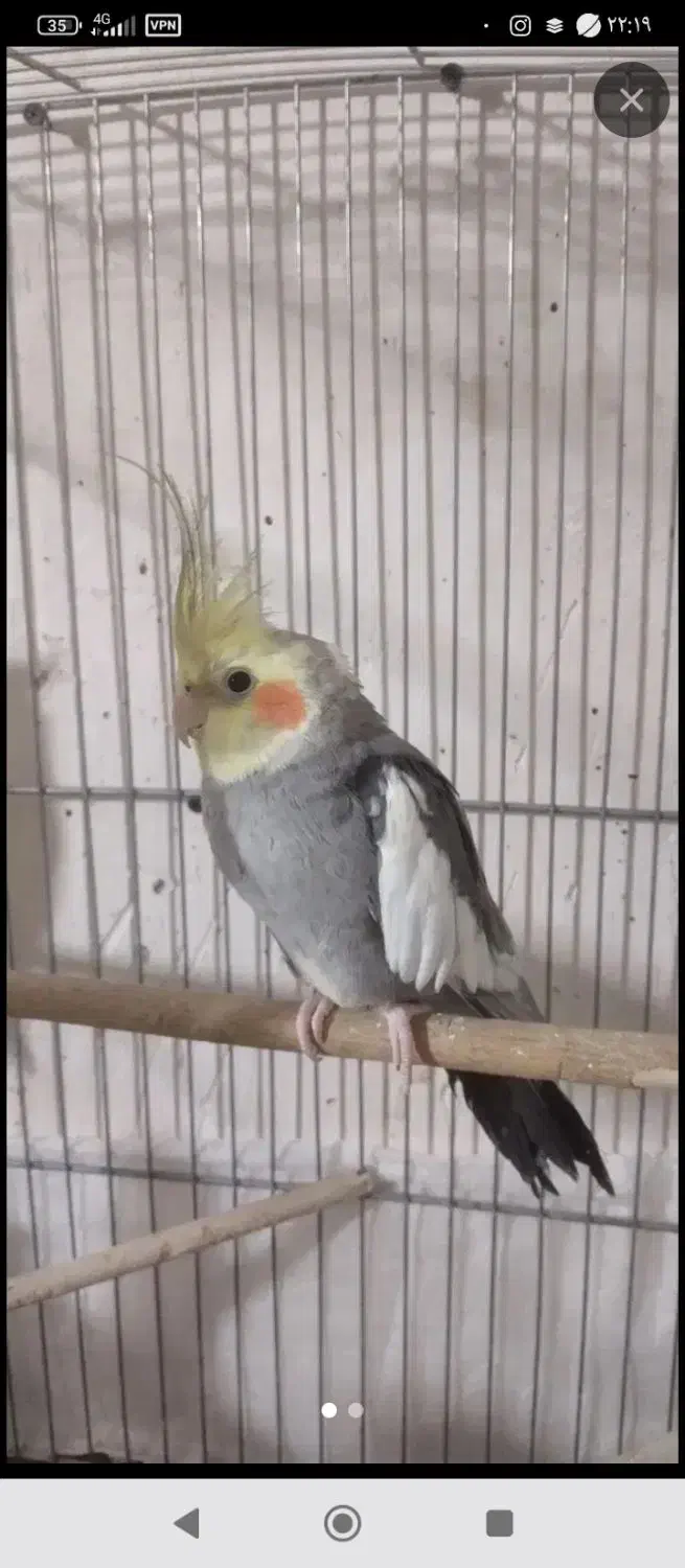 عروس هلندی|پرنده|شوط, |دیوار