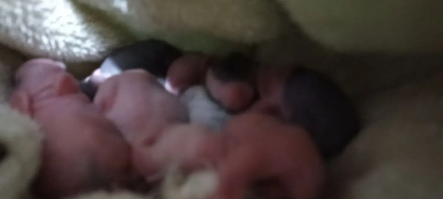 شش عدد بچه خرگوش یک روزه به همراه مادرشان|موش و خرگوش|بوشهر, |دیوار