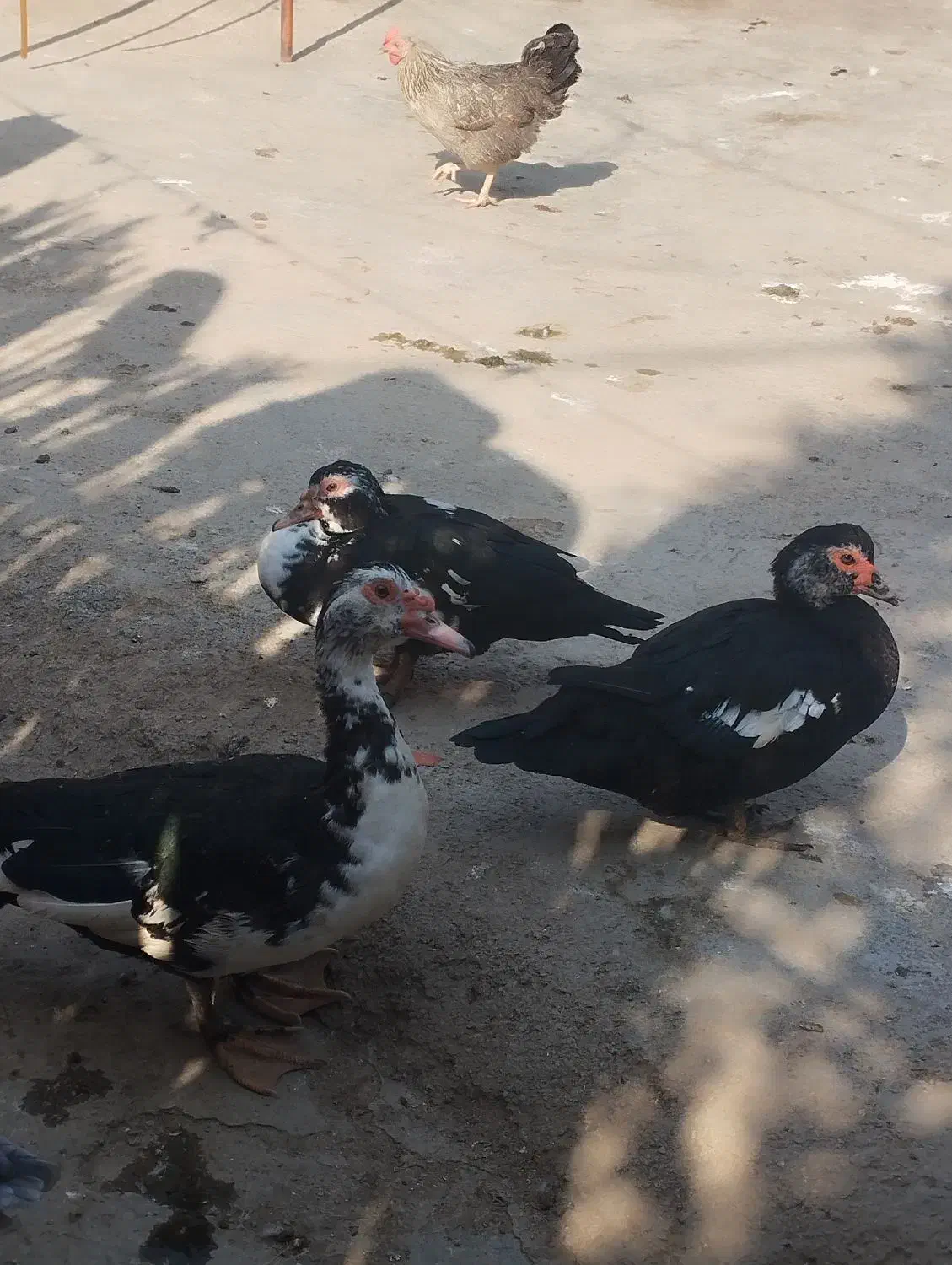 اردک اسرائیلی|حیوانات مزرعه|نگین شهر, |دیوار