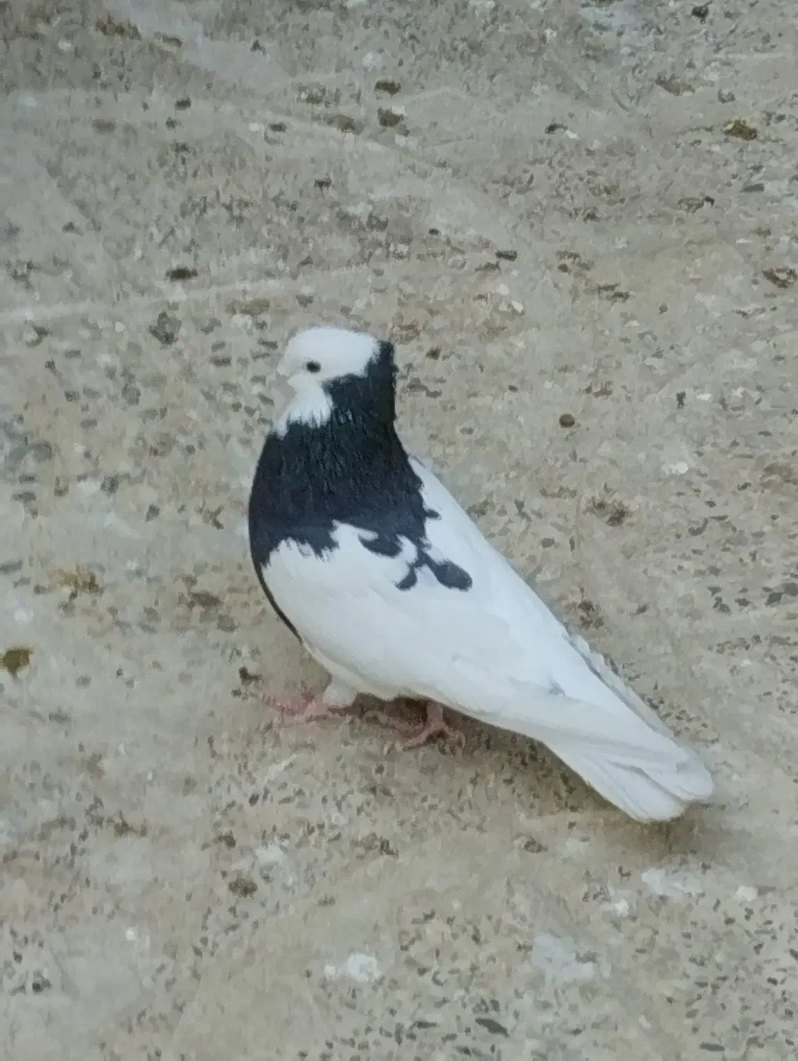 فروش کبوتر|پرنده|اسدآباد, |دیوار