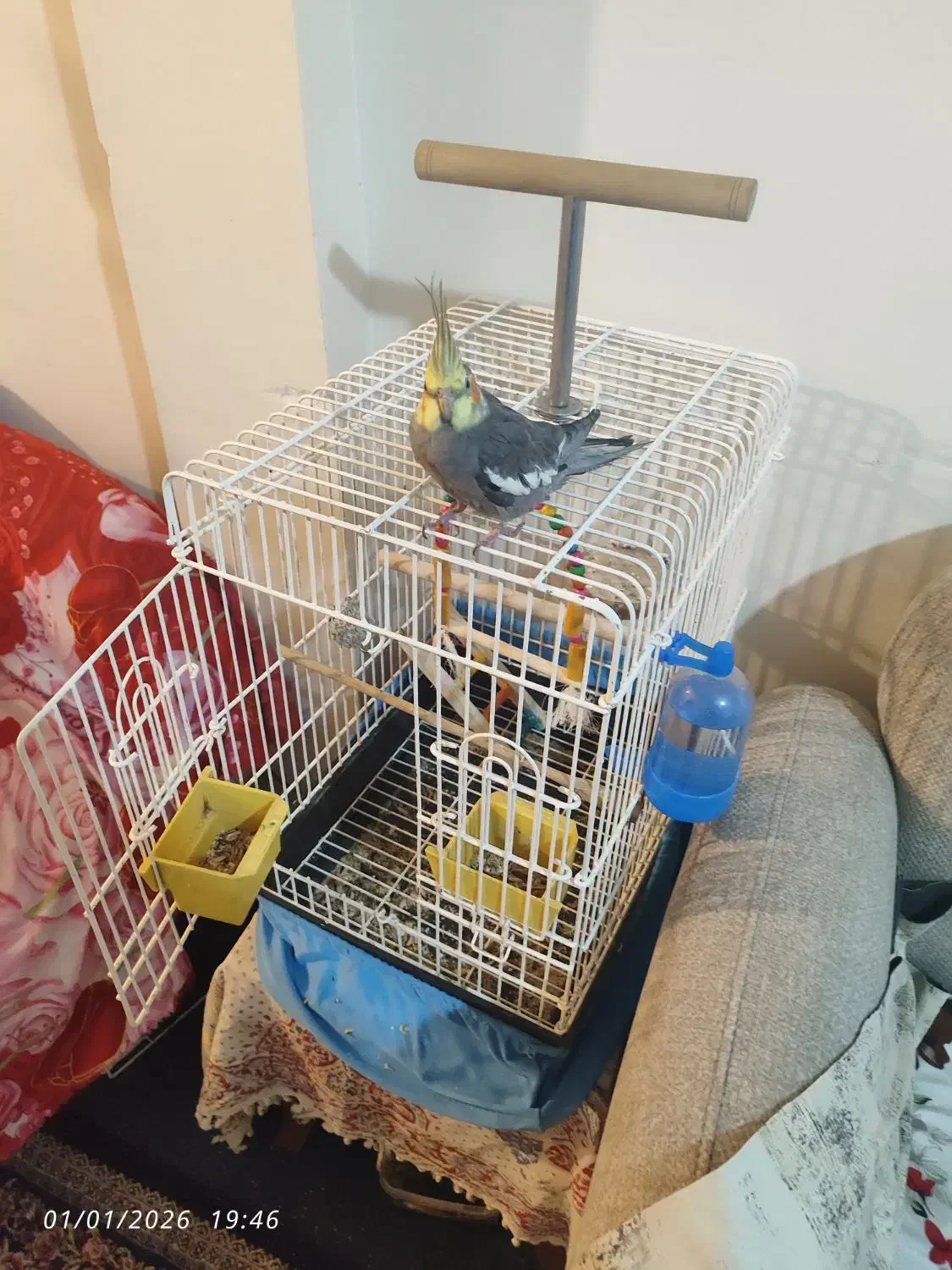 عروس هلندی نر|پرنده|تهران, جوادیه تهرانپارس|دیوار