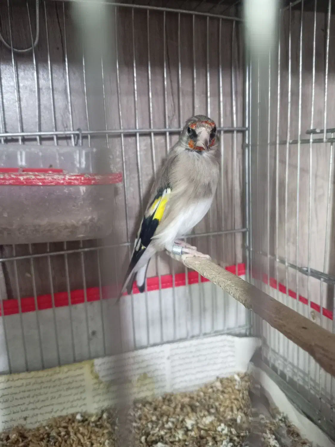 سهره یک سال نر|پرنده|تربت جام, جامی|دیوار